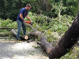 Best Arborist Consultation Services  in Youngsville, PA