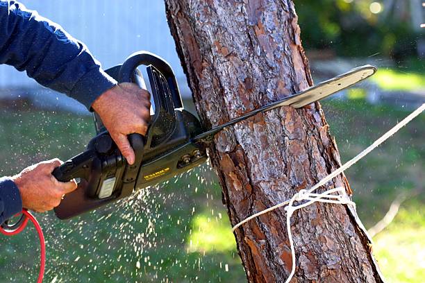 Professional Tree Care in Youngsville, PA