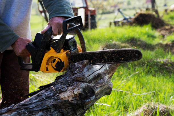 Best Tree Maintenance Programs  in Youngsville, PA